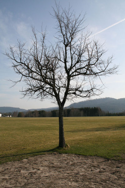 400px-tree_without_leaves.jpg